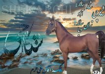 شکارچی تک.jpg