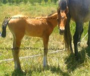 dareshouri foal.jpg