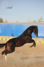 خوش سقر (سیدبای. ب.JPG