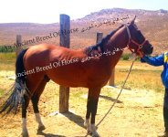 dareshouri horse.jpg