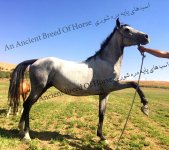 dareshouri mare.jpg