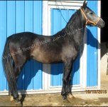 dareshouri horse..jpg