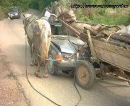 Kos_HorseCar2.jpg