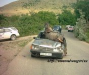 Kos_HorseCar.jpg
