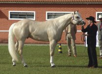 Quarter_Horse(REFON).jpg