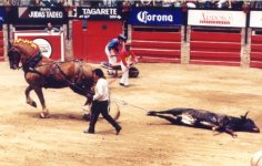 bullfighting18.jpg