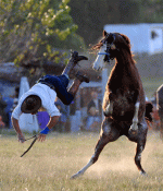 92638_238.gif