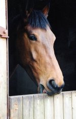 Young%20horse%20crib-biting%20(A%20Badnell-Waters).jpg
