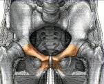 Pubis.jpg