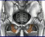 ISCHIUM__SEAT_BONES.jpg