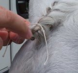 Forelock9.jpg