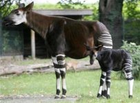 2008_09_11t105327_450x334_us_congo_democratic_okapi.jpg