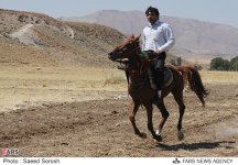 lorestan horse10.jpg