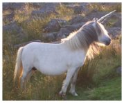 unicorn-2.jpg