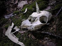unicorn-skull.jpg