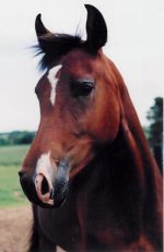 Interrupted Stripe3.jpg