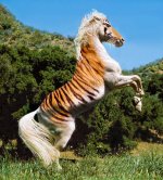 photoshop-horse-7.jpg
