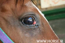 horse eye.jpg