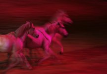 Sicab the International Pre Horse Fair show3.jpg