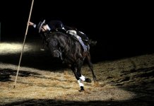 Andalusian 2.jpg