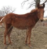 MuleColt05Right.jpg