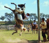 cute-horse-6.jpg