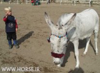 persian-donkey.jpg