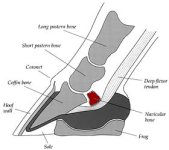 health-hoof.jpg