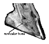 health-navicular-bone.gif
