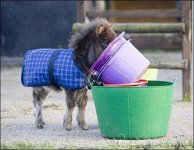smallest-horse-in-the-world1.jpg