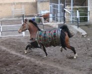 IMG_0203.jpg