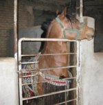 IMG_0207.jpg