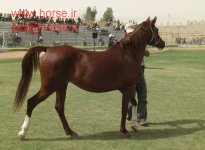 diba rokh shahabi 1393.JPG