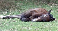 f_sleeping-colt.jpg