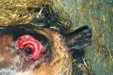 poland-slaughter5-animalangels.jpg