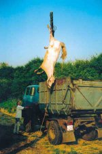poland-slaughter2-animalangels.jpg