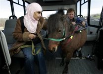 guide pony1.jpg