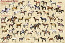 north_american_horses.jpg