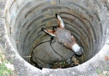 sewer_horse_ass_hole_485643c6e3757.jpg