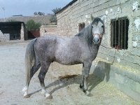 87120908 bur asb 3 m amanolah khan (2).jpg