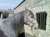 87120908 bur asb 3 m amanolah khan (5).jpg