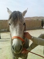 87120908 bur asb 3 m amanolah khan (7).jpg