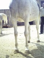 87120905 ------ - f amanolah khan.jpg