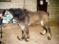 horse33%2Ejpg.jpg