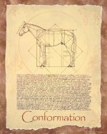 Conformation.jpg