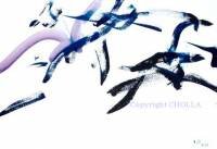 Birds in Flight.jpg