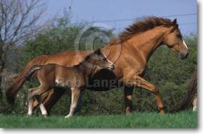pic18Warmbloodmare+FoalSpringPics.jpg