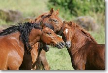 pic10MeetingGirarabs,Sardinia,Italy.jpg