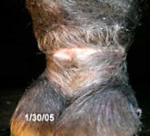 Bojangles10_thumb.jpg