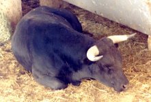 bullfighting1.jpg